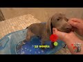 From a Runt to a Strong and Fast Weimaraner Puppy