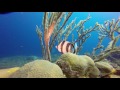 Diving Roatan Mar 2017