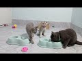 I would die laughing for these FUNNIEST Cats 😛Funniest Cat Reaction😽🐶Part 22