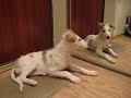 Borzoi puppy dealing with mirror