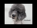 Four Ear Styles on a Poodle