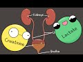 Excretory System and the Nephron