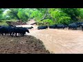 Cows Crossing Flooded San Pedro River In a Thunderstorm!