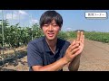 【土づくり】夏野菜が終わった後にこれをやるだけでふわふわな土に復活します