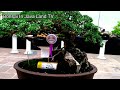 Luxury bonsai collection of Mr. Paul Intan. Royal Merapi Klaten