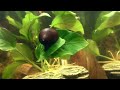 Relaxing Piano Music & Visual Saga of Snail Dismounting Leaf