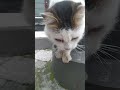 sokak kedilerinin bakışları bir mahsumdur #keşfet #kedi videoları