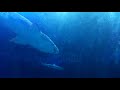 Seaworld adventure: episode 2 Shark Tank
