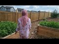 Garden Tour Halaman Rumah nya Nikmatul Rosidah di Canada.Gaji Bonus Dari Facebook Multiplier .