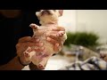 Bathing our French Bulldog Puppy's | Dog Grooming | Bathing Tips |French Bulldog Puppy Care
