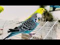 #Budgies morning! Birds for cats to watch, Parakeet sounds, budgies chirping #parakeet #parrot