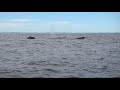Whale Watching off Grand Manan Island NB
