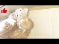 CUTE and FUNNY animals DOGS,cats videos 2024😃🐕 cute ANIMALS Video Funniest CATS😹 try not to laugh