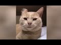 🐕 Best Cats Videos 🙀🤣 Funny Cats Videos 2024 🤣
