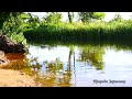 Morning on the River with Birds Singing | Listen to Nature Sounds for Relaxation and Meditation 🎧 🎶
