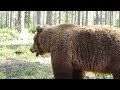 INTENSE BEAR FIGHT caught on camera - 3 different angles