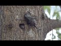 樹液酒場の虫たち20240801米子水鳥公園P8013452