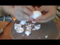 Comment écaller des oeufs cuits durs ORIGINAL VIDEO