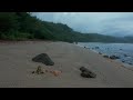 DOG TV - Adventure GoPro Walking Video for Dogs! (Petflix 2024)