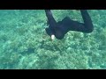 BIGGEST CLOWNFISH I have ever seen!! Snorkel with Me in Okinawa, Japan (Story 19)