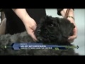 The Canine's Champion TV spot 1.wmv