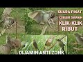 Suara Pikat Ciblek Sawah Gacor ll Ciblek klik klik Gacor