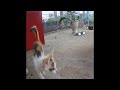 😆 TRY NOT TO LAUGH 🤣 Funny And Cute Cats Videos 2024 😘😹