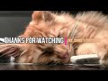 3 Minutes Of Relaxation ft. Cute Sleepy Animals || Funny Sleepy Animals