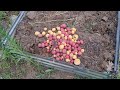 My two tricks for great potato yields