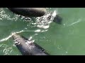 Sea Lion Feeding Frenzy