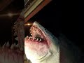 maneater#1  Shark puppet test