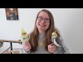 15 Life Hacks for Parrot Owners - cheap and easy pet bird tips  🦜 | BirdNerdSophie