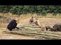 FULL VIDEO:10 days of single mother building bamboo bridges, chicken coops, farm life - Lý Thị Miền