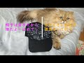 Persian cat Hitomi being put on a Father's Day gift hat