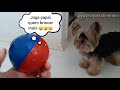 How to make a dog eat DOG FOOD (tested)