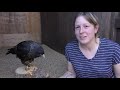 Meet The Birds | Zorro the Striated Caracara