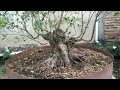 10 POHON 1 MILIAR BELUM BOLEH, BEGINI JADINYA KALAU TIDAK TANGGUNG-TANGGUNG MAIN BONSAI