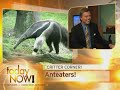 Expert Wasted Entire Life Studying Anteaters