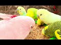 2024 UPDATE - Breeding Birds | Finches, Canary, Budgies, Bird Aviary | S4:Ep2