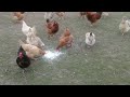 Even chickens are getting high now...