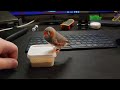 Training my zebra finch