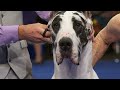 National Dog Show 2023: Working Group (Full Judging) | NBC Sports