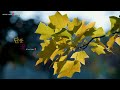 Korean Traditional Music l 다울 프로젝트 정가 (Daul Project) - 단풍꽃 (Autumn Maple Leaves) M/V /Relaxing Music