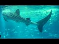 osaka aquarium kaiyukan || How do they feed whale sharks in an aquarium?