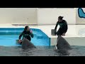 鴨川シーワールド 鴨シー オルカ/シャチショー（ラビー・ララ・ルーナ 出演）/[4K aquarium] KamogawaSeaWorld  killerwhale・shamu・orca show