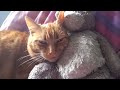 Ginger Cat Loves her Teddy Bear 😍🐈🐻
