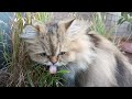 Hitomi, a Persian cat, eats grass so seriously that she is covered in powder.