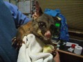 Rehabilitating a brushtail possum