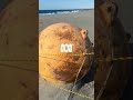 Mysterious object washes up in Japan | ABC News