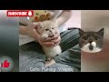 Funny Cat Videos 2024 try not laugh🤣FUNNY Videos OF Animals Funniest CATS- HIlARIOUS animal😹 part 70
